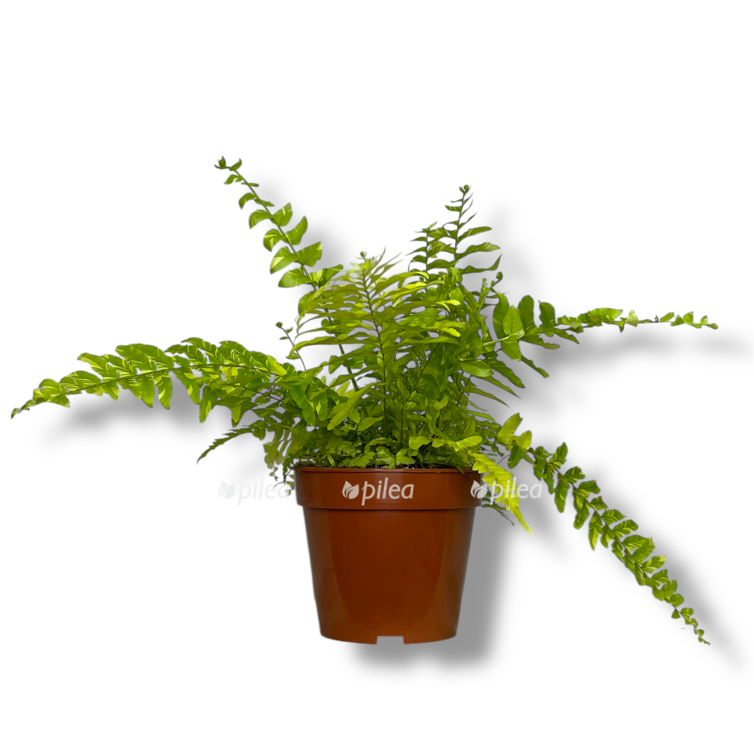 nefrolepis tajger fern