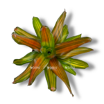 neoregeliya oranj e1770012621631