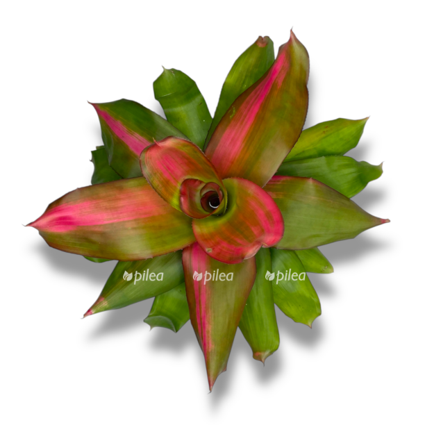 neoregeliya pink e1770012614502