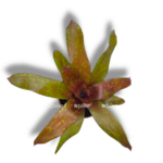neoregeliya red e1770012595430