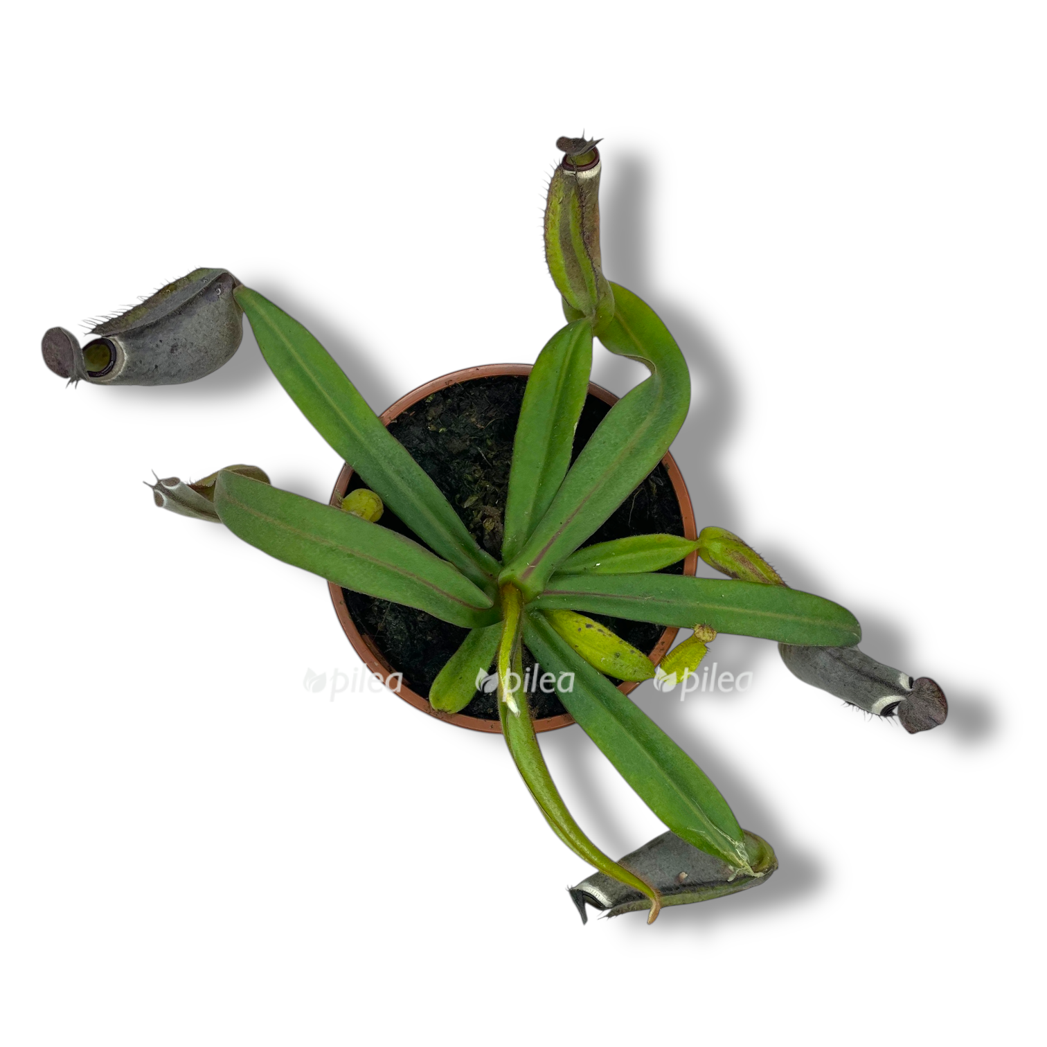 nepentes albomarginata