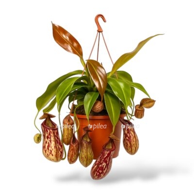 nepentes gajya manki dzhers e1744748564442