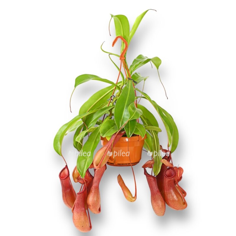 nepenthes alata e1692215080387