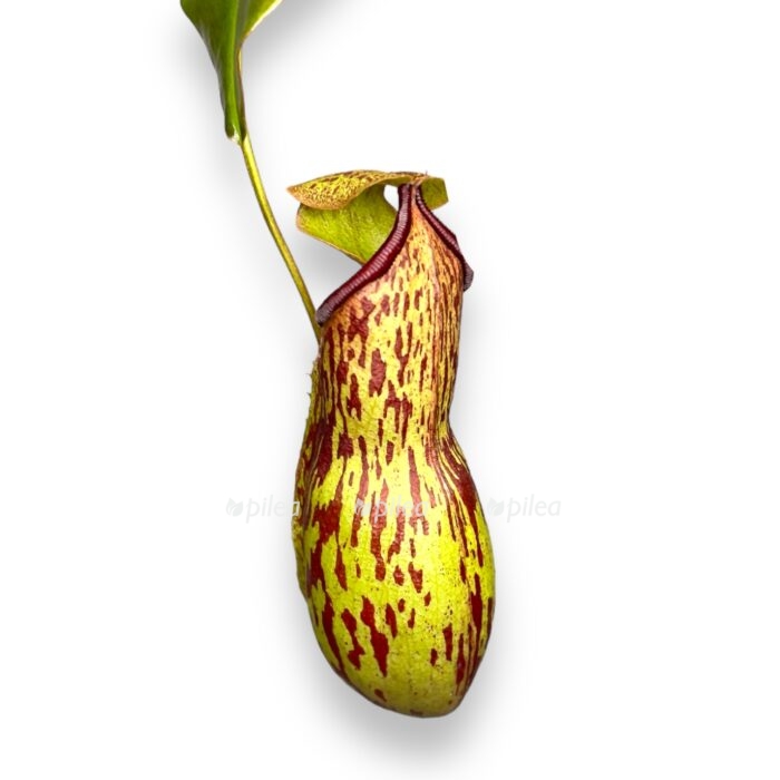 nepenthes gaya e1706623910676