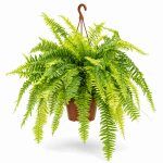 nepholepis tiger fern 1