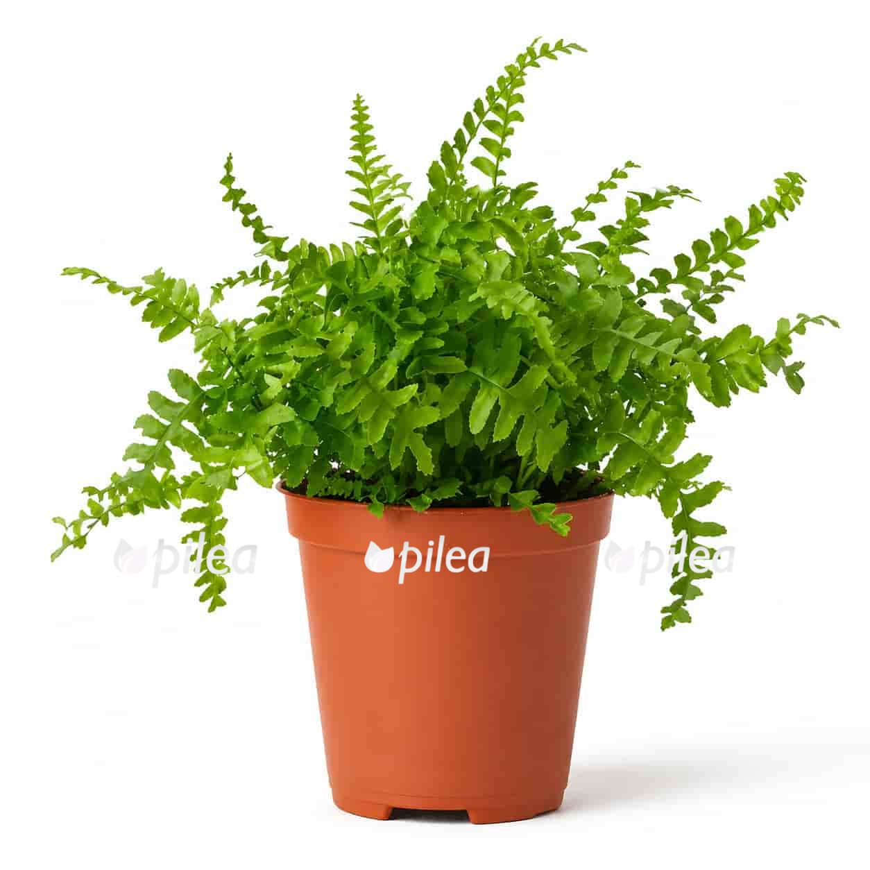 nephrolepis green fantasy