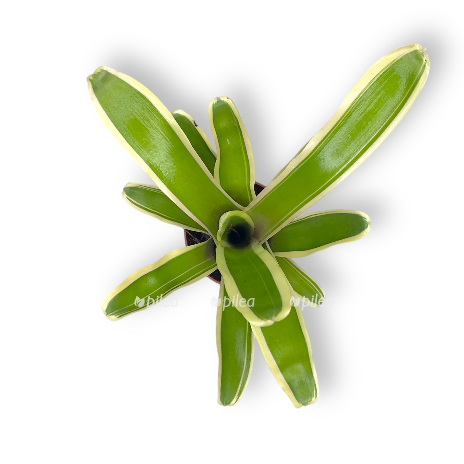 nidularium schultesianum fire bal