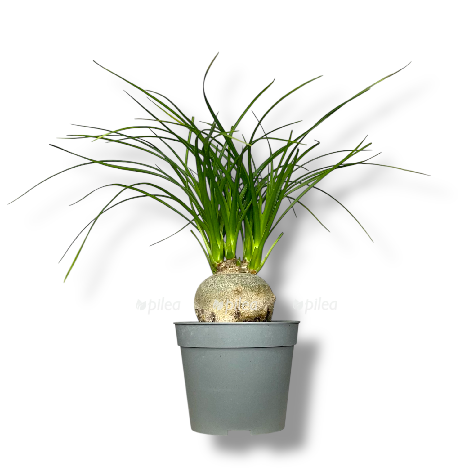 nolina rekurvata mini