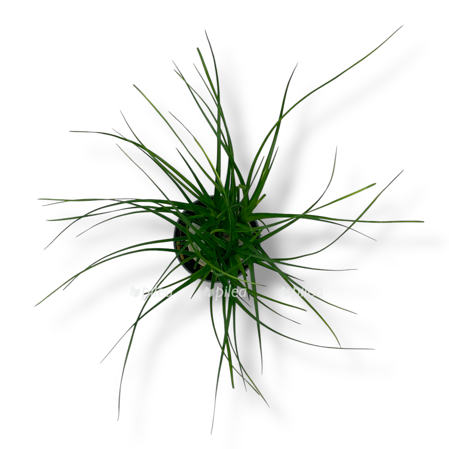 nolina rekurvata mini.