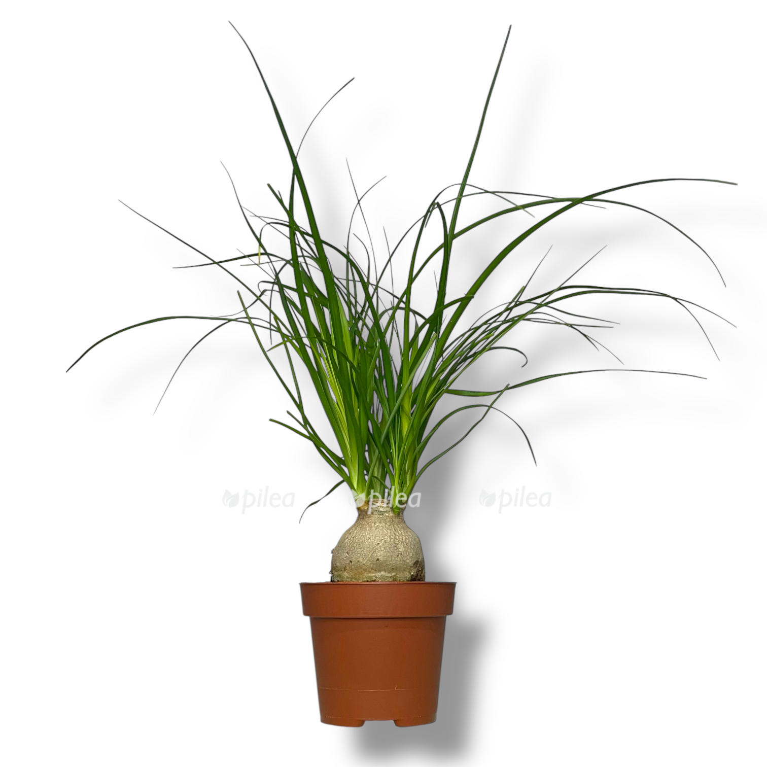 nolina rekurvata shar