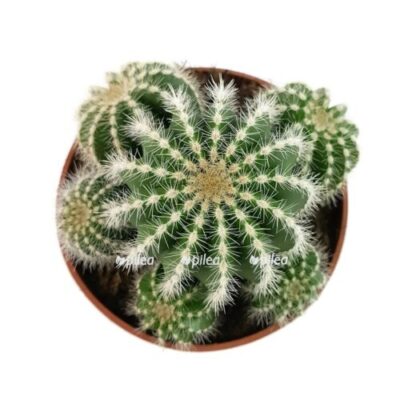 notocactus parodia magnifica 11 2 e1769976581145