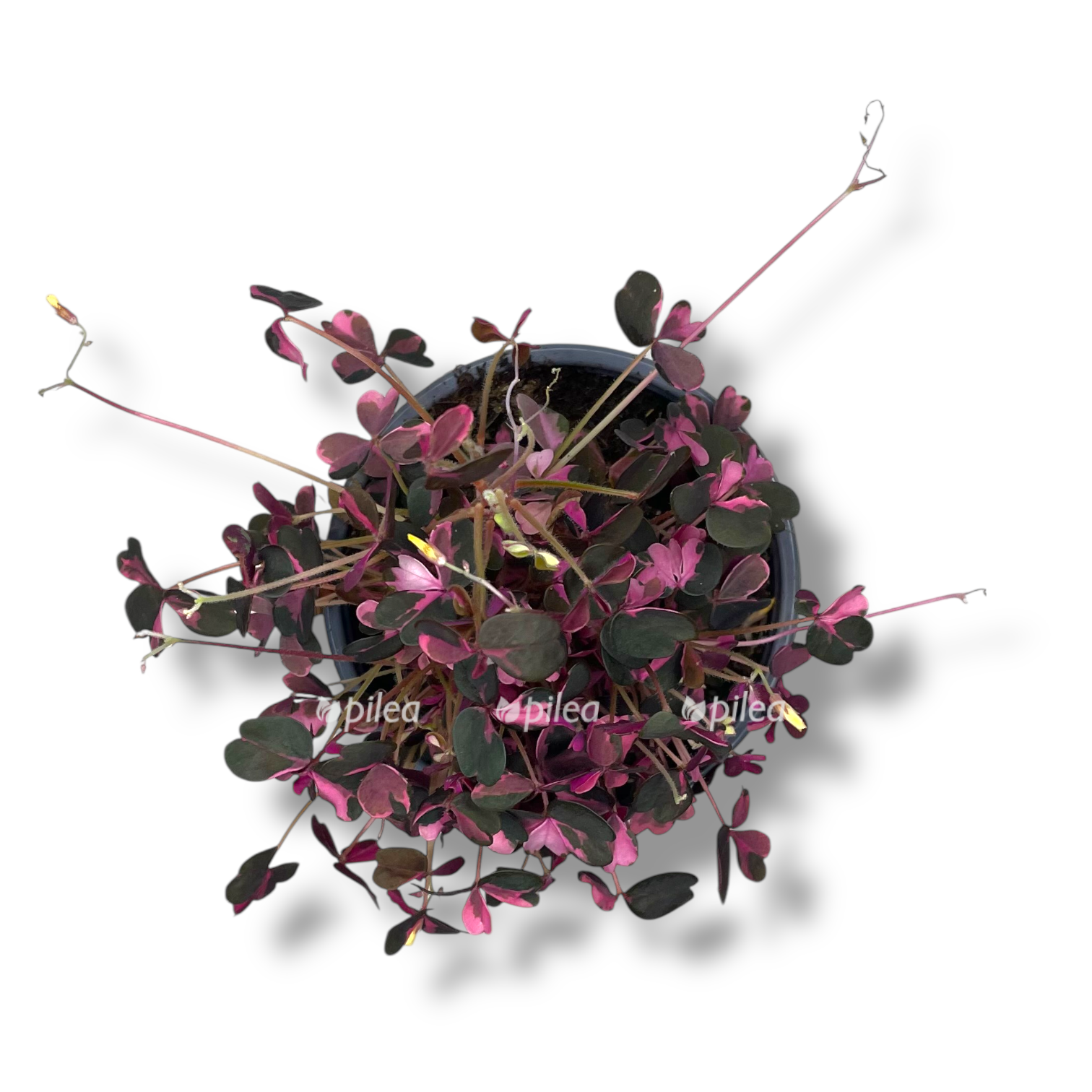 oksalis kislica krejzi plam 1 1