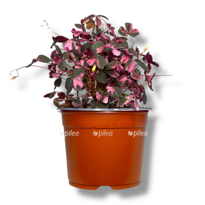 oksalis kislica krejzi plam e1755793299100