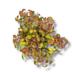 oksalis kislica sanset velvet