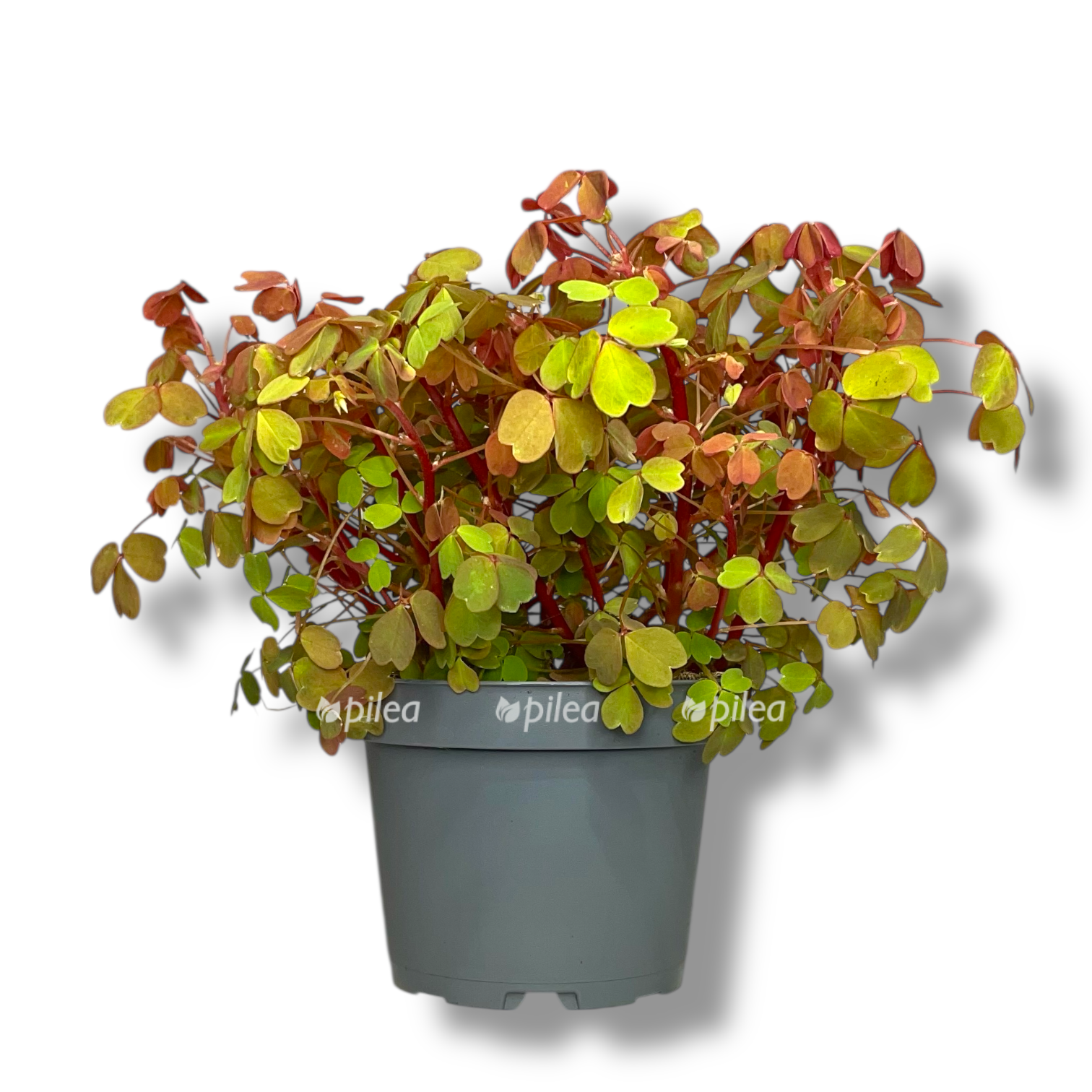 oksalis kislica sanset velvet