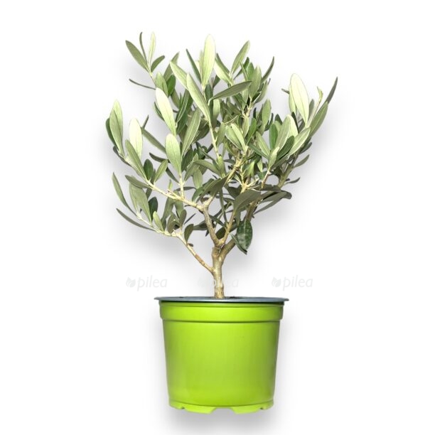 oliva evropejskaya d12h25 sm 1 e1769974982581