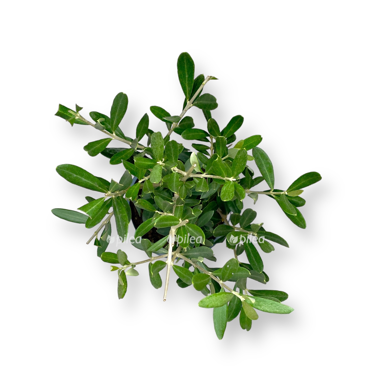 oliva evropejskaya d12h25 sm 1