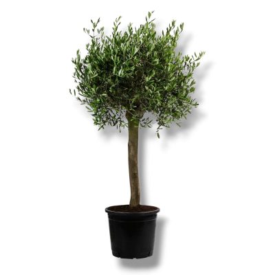 Олива Европейская штамб купить