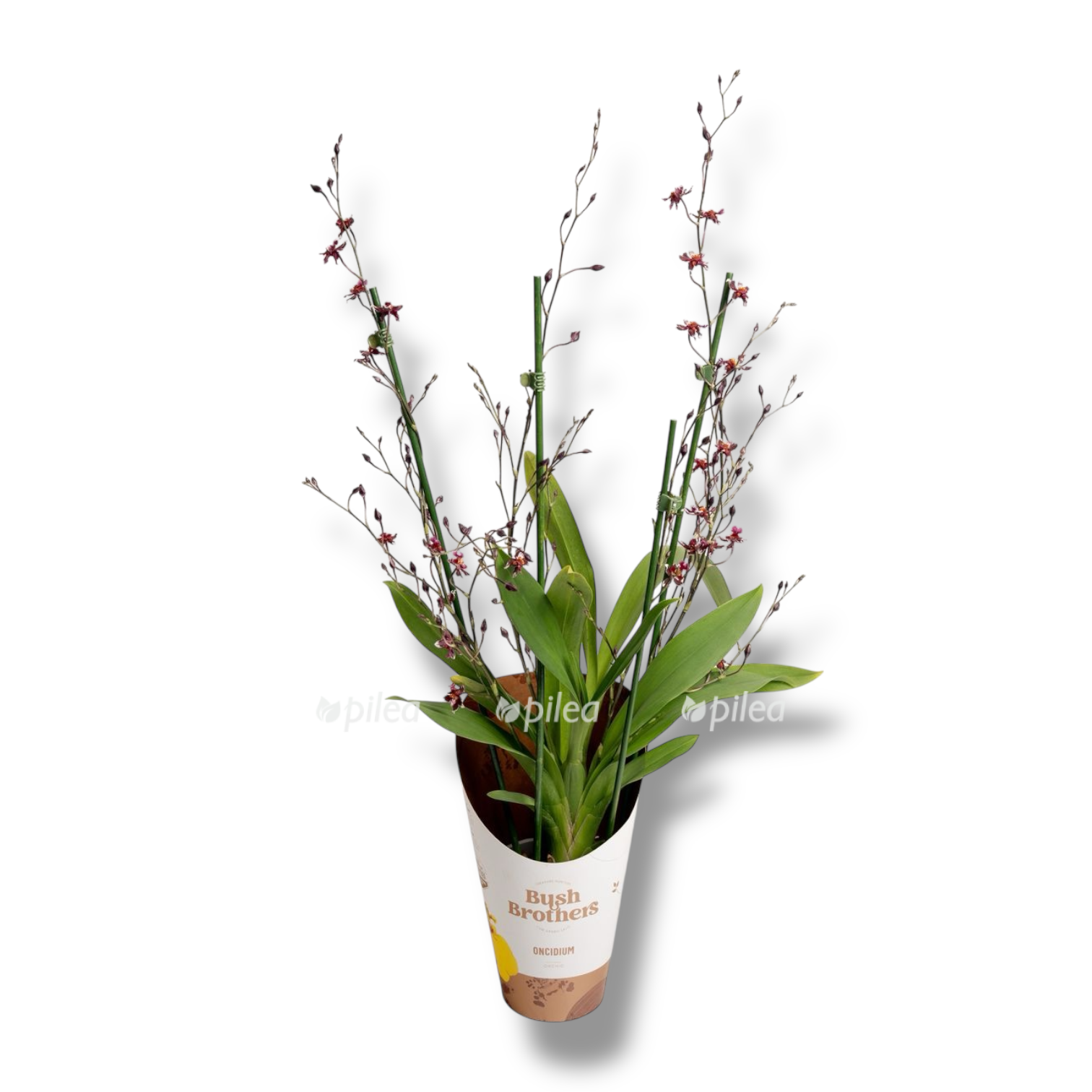 oncidium mercifull