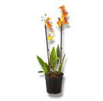 oncidium miks