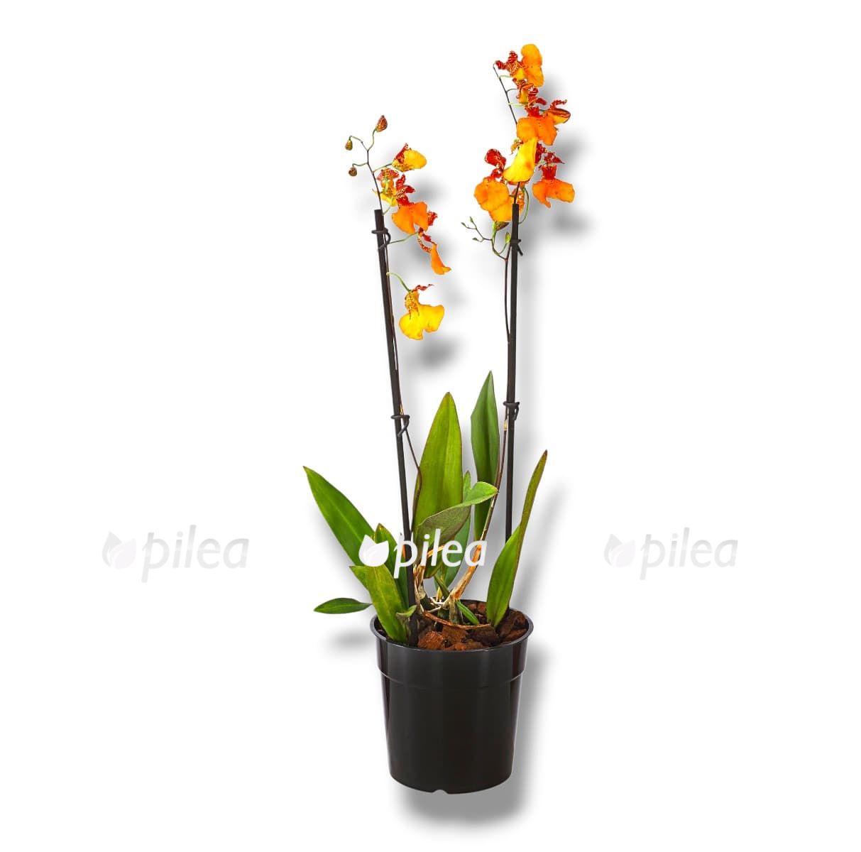 oncidium miks