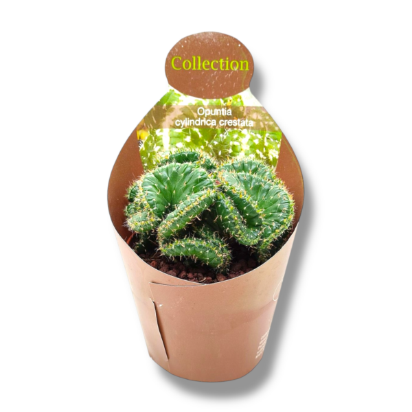 opunciya cilindrika kristata e1764740409287