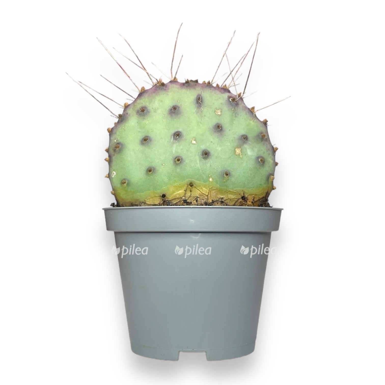 opunciya makrocentra