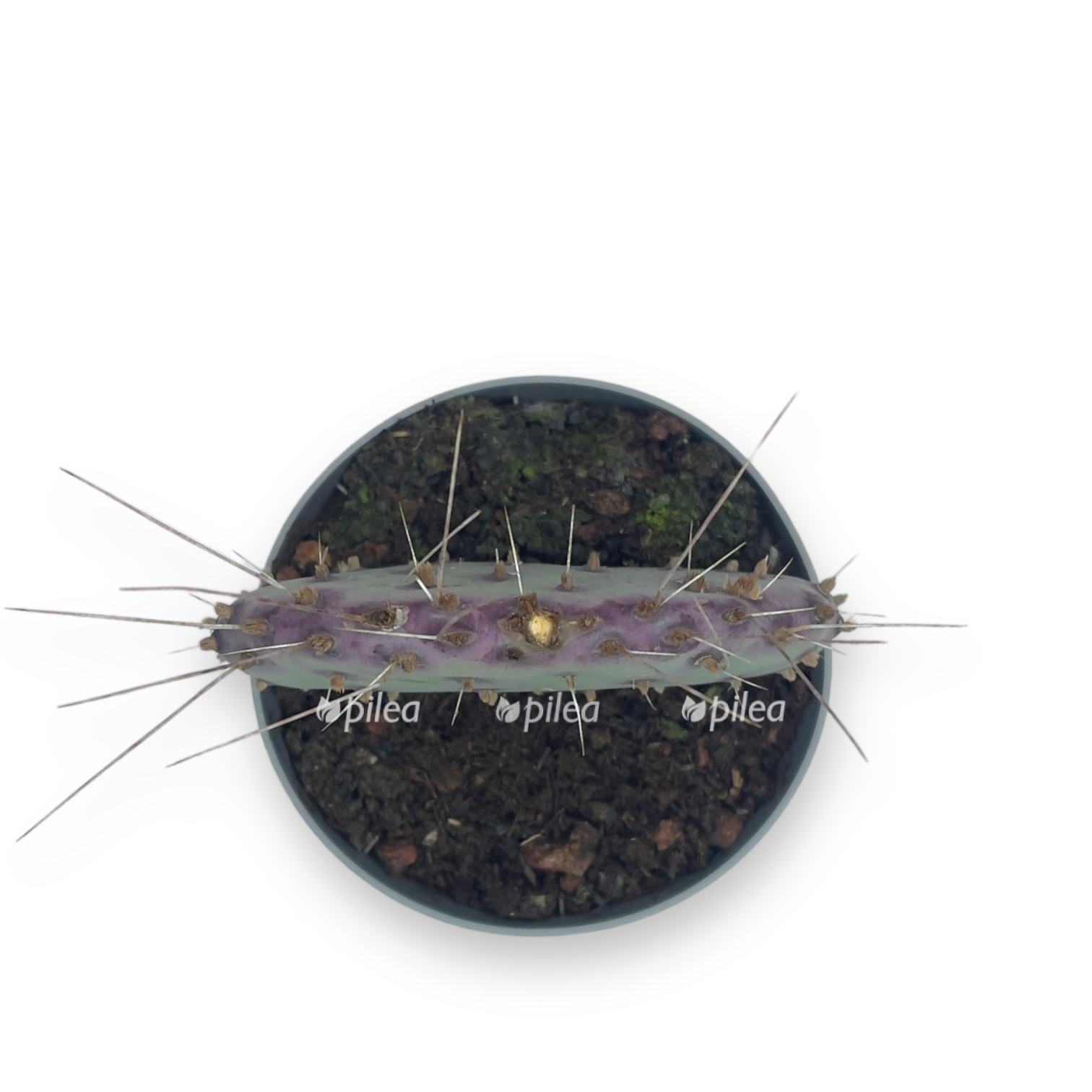 opunciya makrocentra 1015