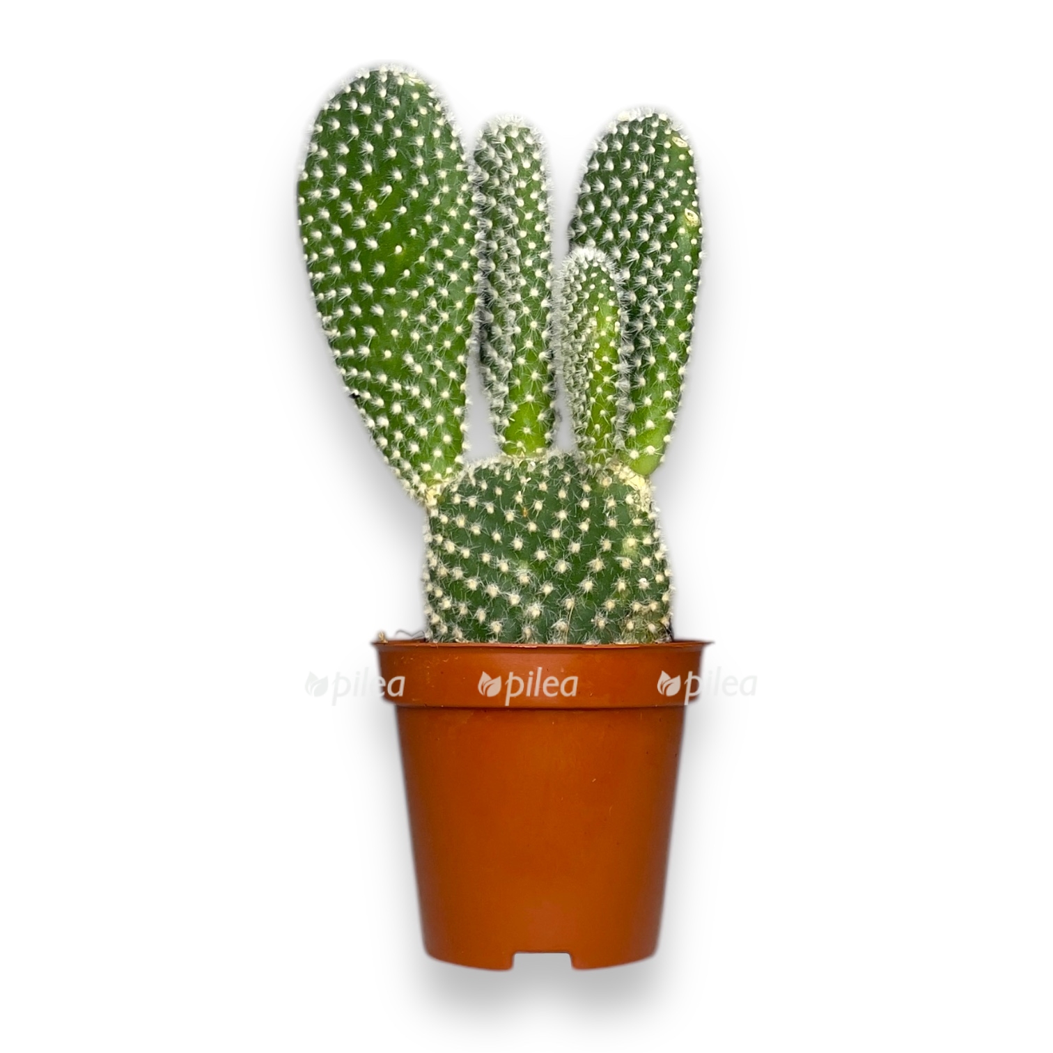 opunciya mikrodazis albispina