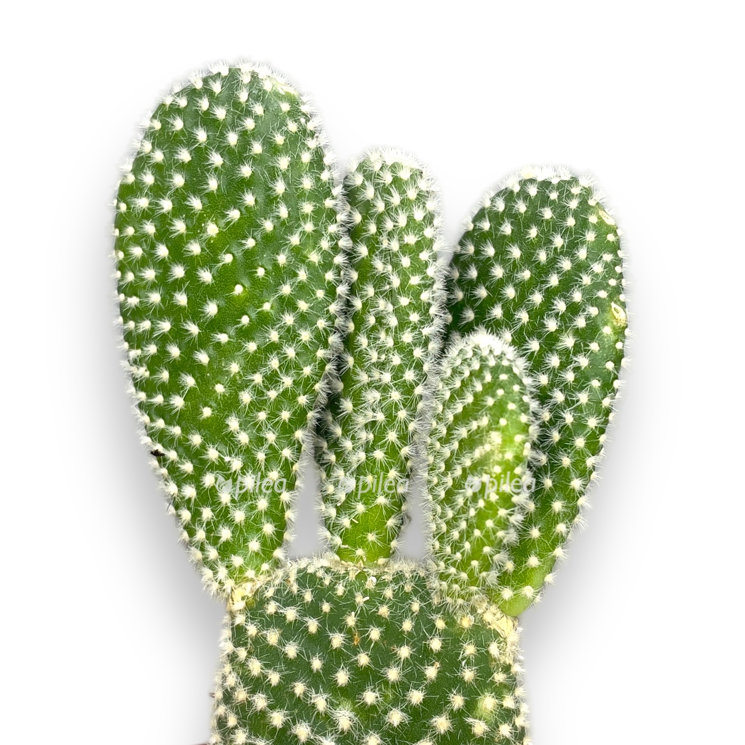 opunciya mikrodazis albispina 1 1