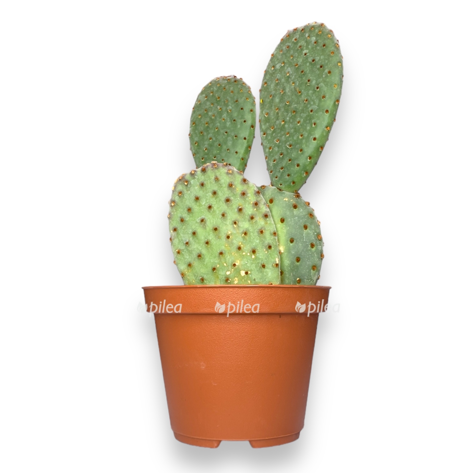 opunciya mikrodazis rufida