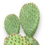opunciya mikrodazis rufida 1020