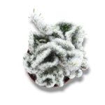 Опунция Вестита