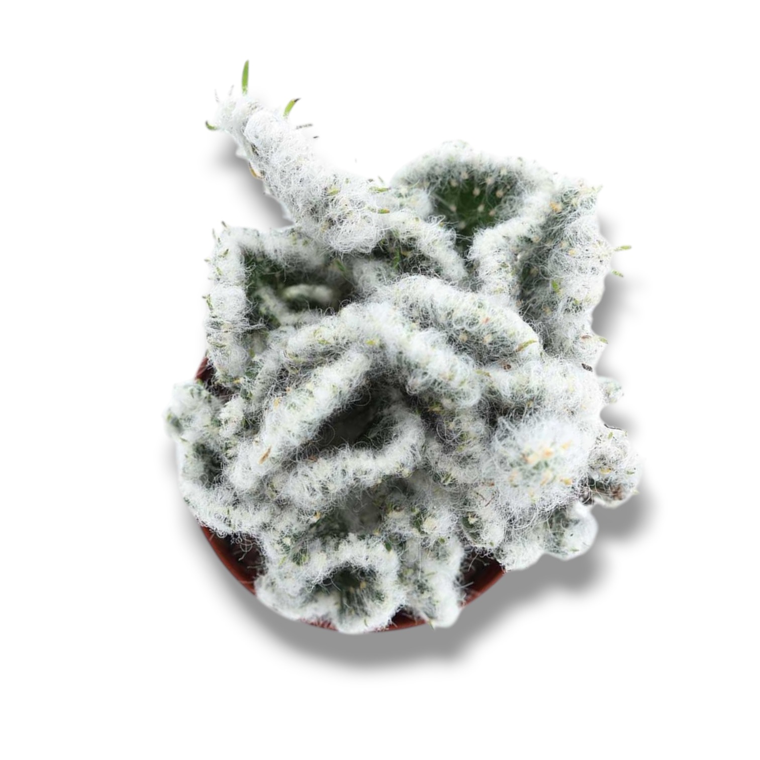 Опунция Вестита