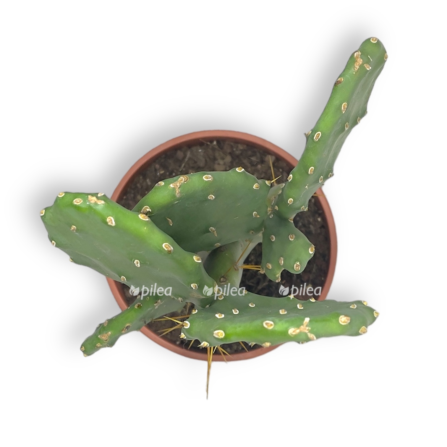 opunciya vulgaris 1 1