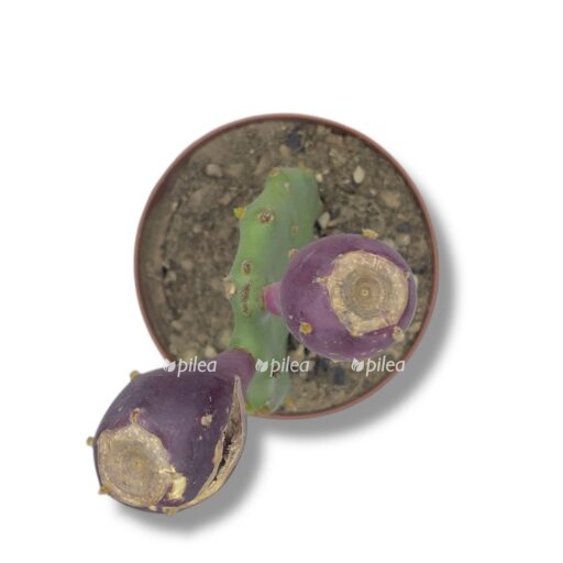 opunciya vulgaris e1769155429174