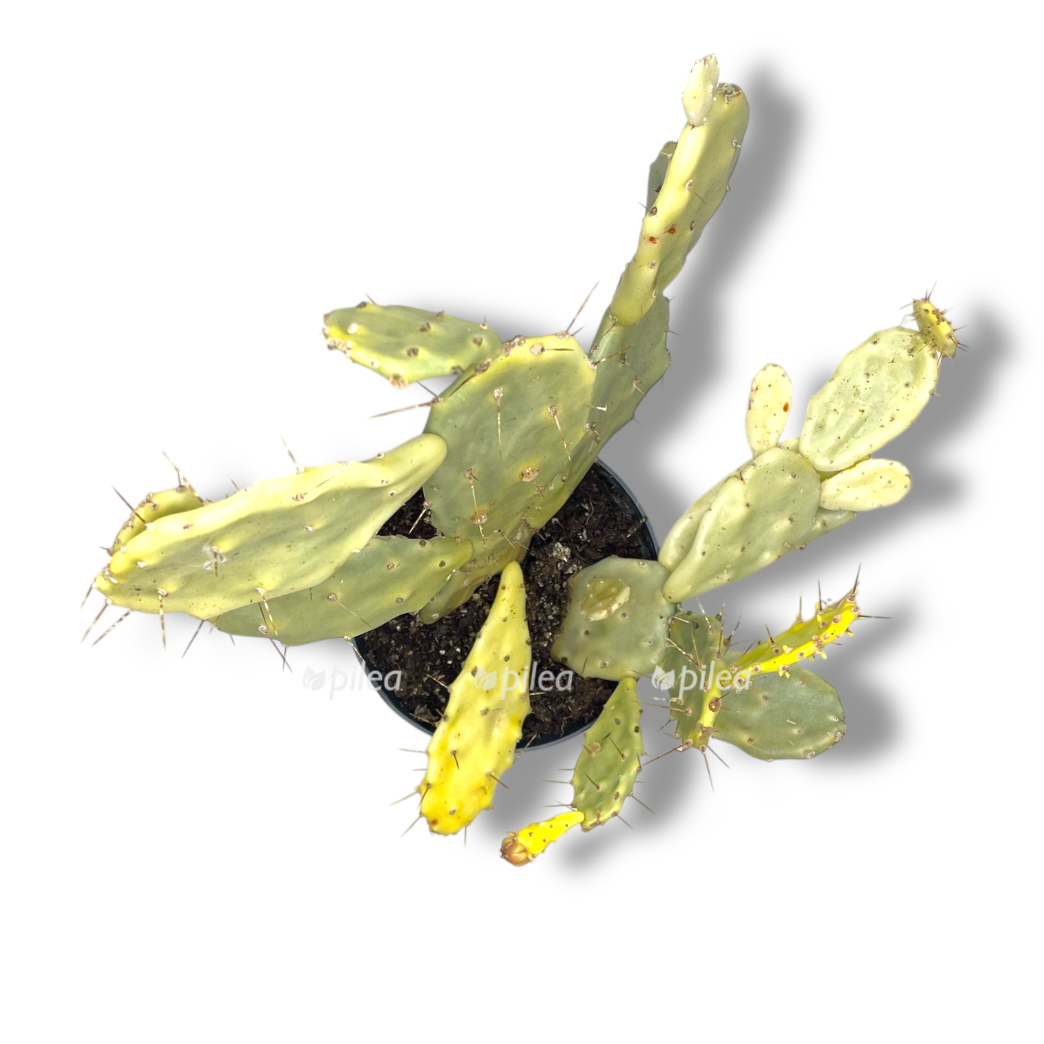 opunciya yaponskaya variegata