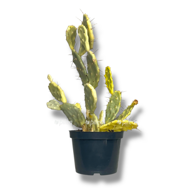 opunciya yaponskaya variegata e1757007282222