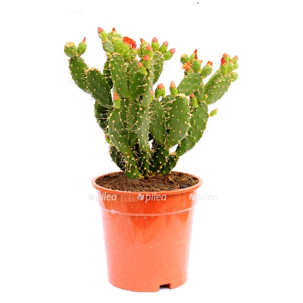 opuntia cicekli kaktus