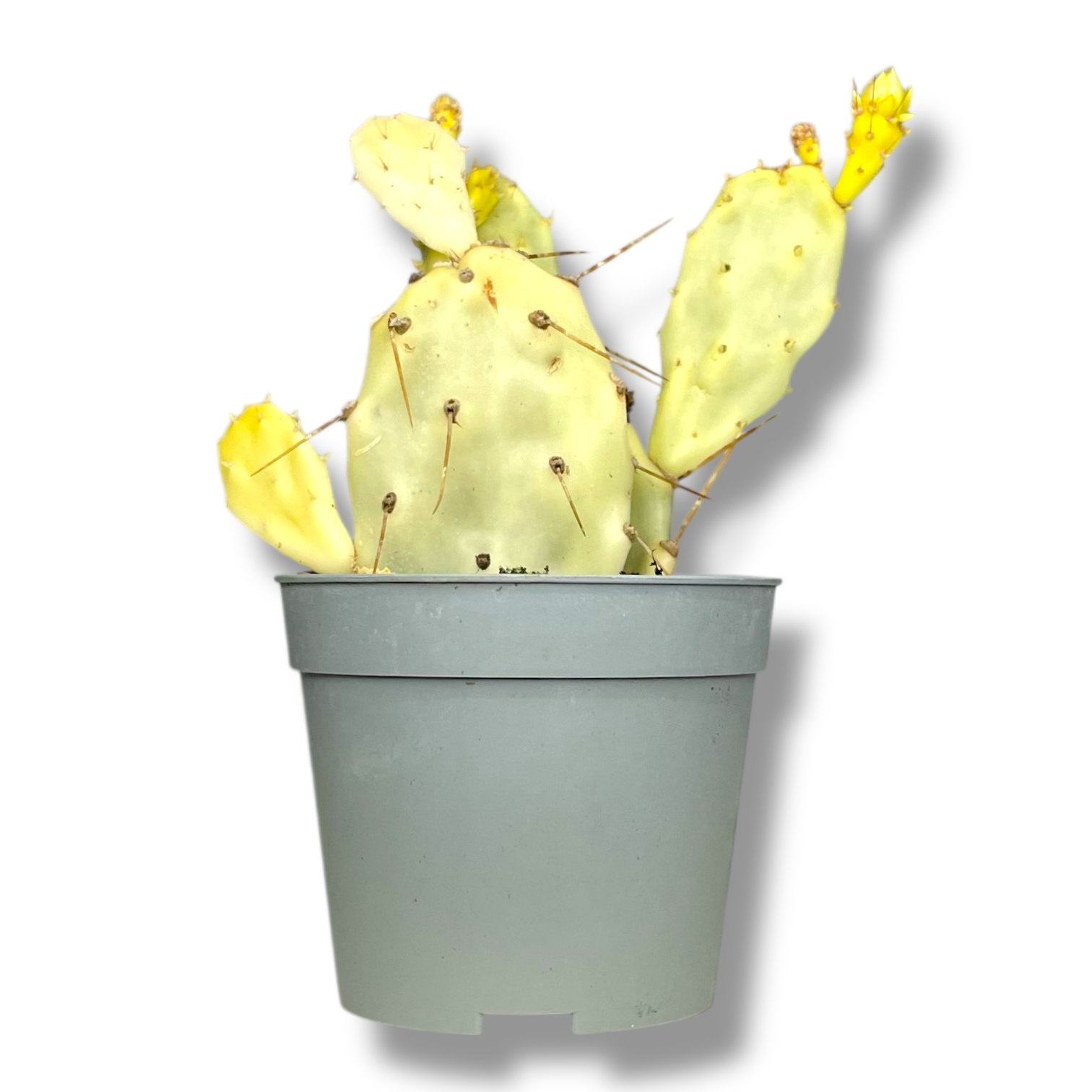 opuntia crazy white