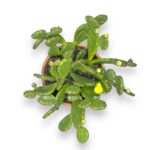 opuntia humifuza
