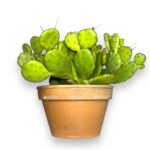 opuntia humifuza