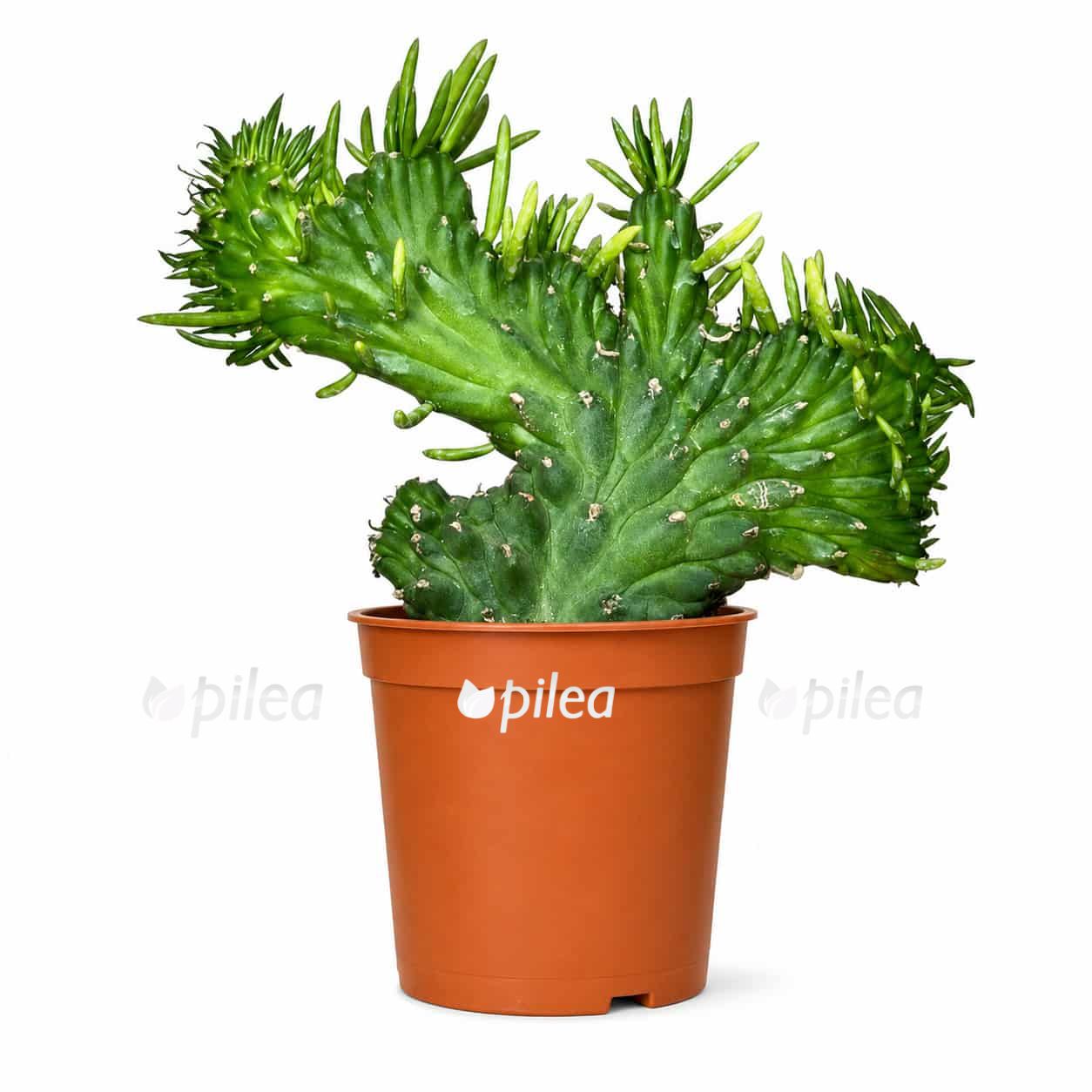 opuntia subulata kristata