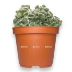opuntia tuna sristata 1015