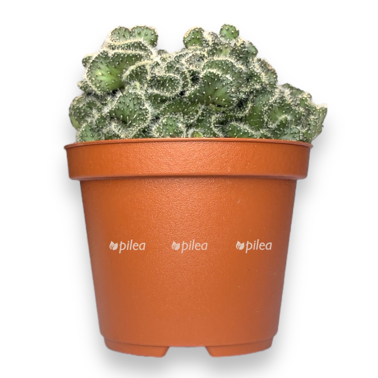 opuntia tuna sristata 1015