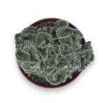 opuntia tuna sristata