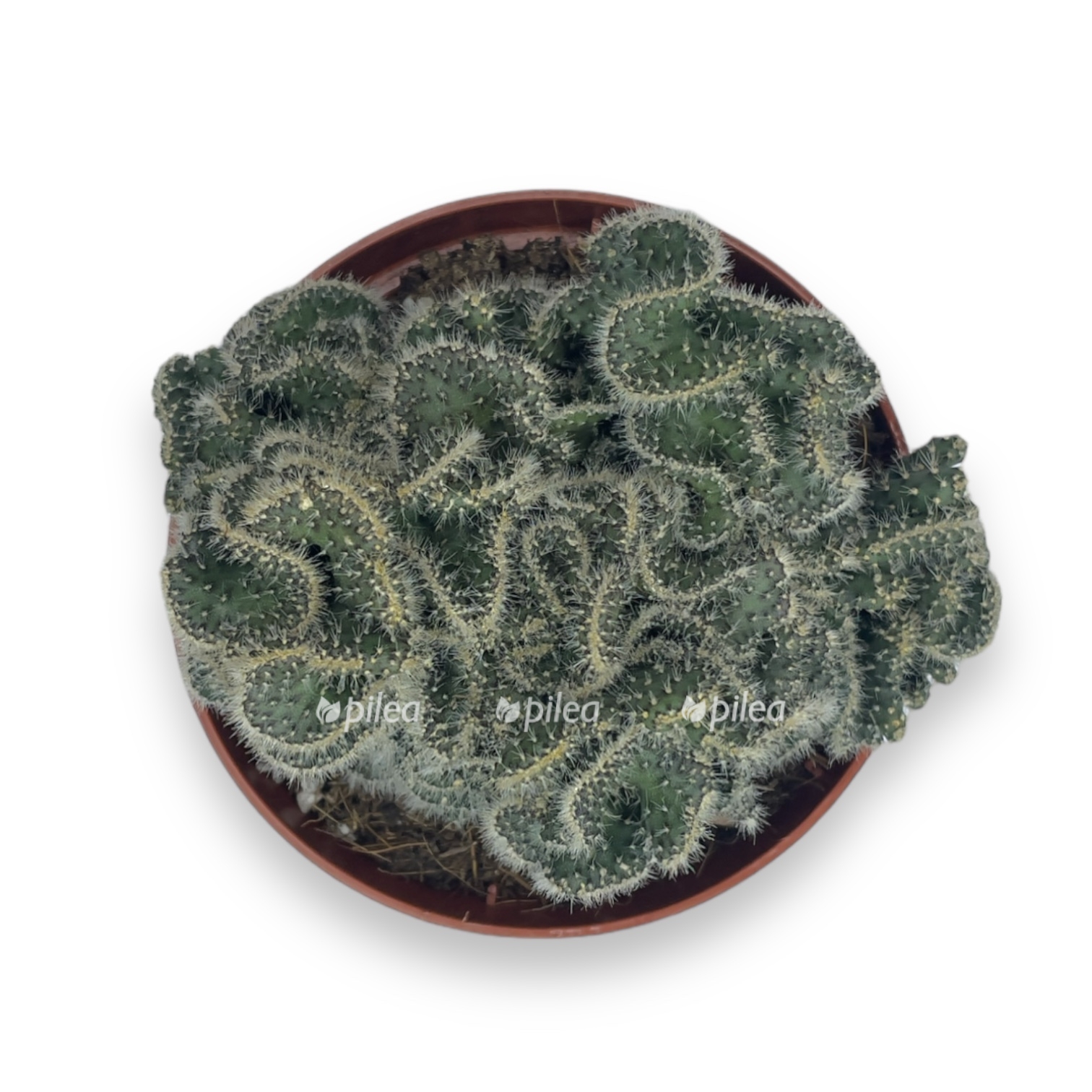 opuntia tuna sristata