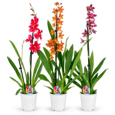 orchid cambria