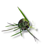 orhideya brassavola