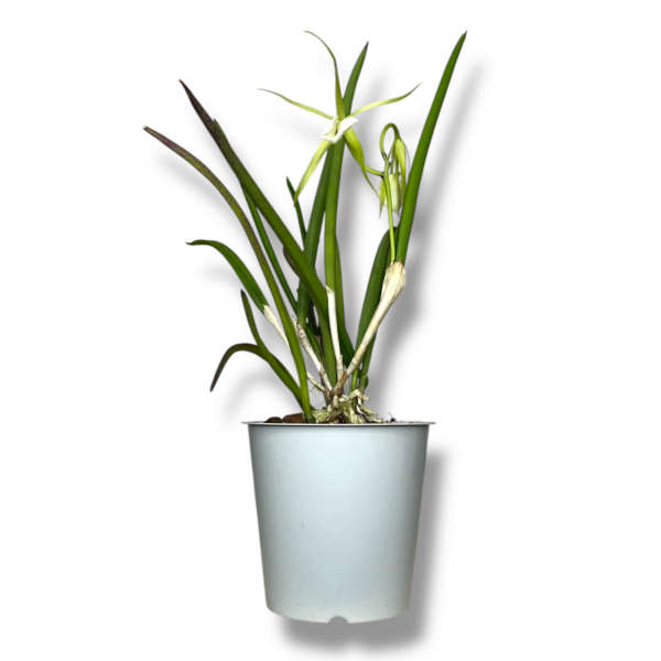 orhideya brassavola e1757740287989